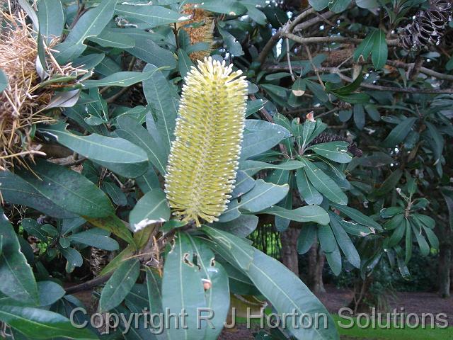 Banksia integrifolia